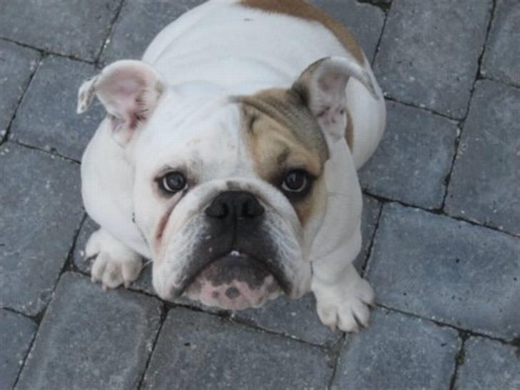 Engelsk bulldog Link billede 8