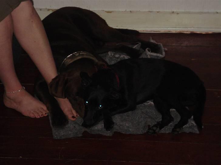 Blanding af racer Julius Von basse "Basse" - Varmer lige mor´s fødder. billede 9