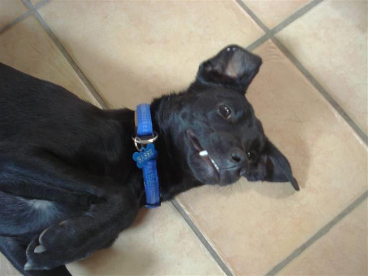 Blanding af racer Julius Von basse "Basse" - Hr. Hug tand. billede 10