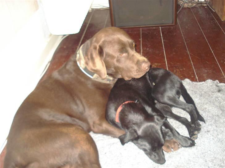 Blanding af racer Julius Von basse "Basse" - Jeg eeeelsker Boxi. billede 11