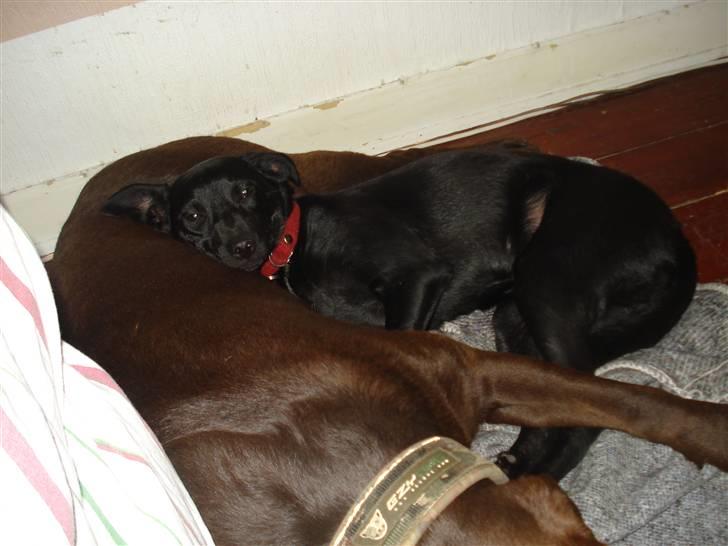 Blanding af racer Julius Von basse "Basse" - Putter lige sammen med Boxi. billede 12