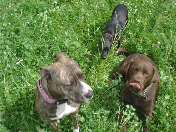 Blanding af racer Julius Von basse "Basse" - På tur i det grønne. billede 14