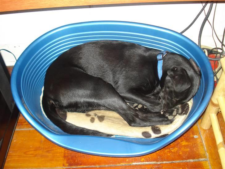 Blanding af racer Julius Von basse "Basse" - Putte i min nye kurv :-) billede 15