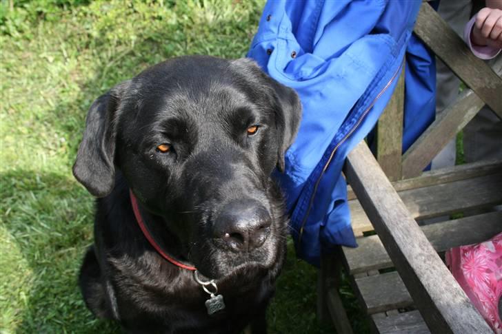 Blanding af racer Lunde - ville du noget? billede 11