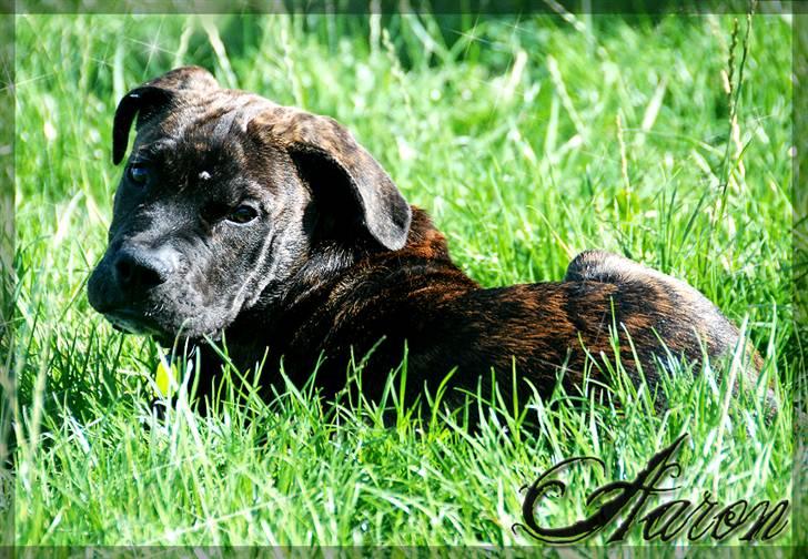 Mallorca Mastiff / Ca de Bou KFH Ca de Bou Aaron billede 1