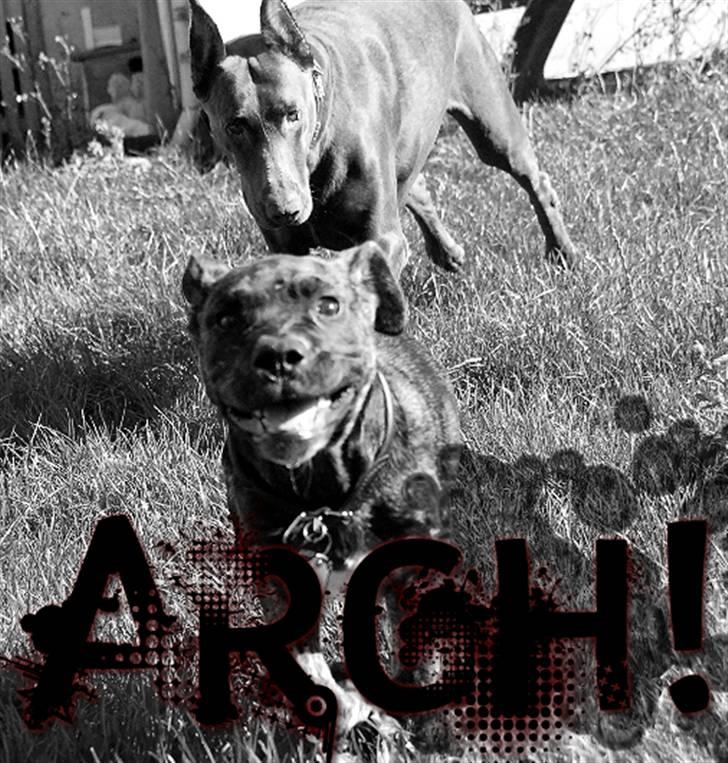 Mallorca Mastiff / Ca de Bou KFH Ca de Bou Aaron billede 2