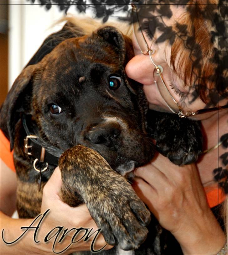 Mallorca Mastiff / Ca de Bou KFH Ca de Bou Aaron billede 3
