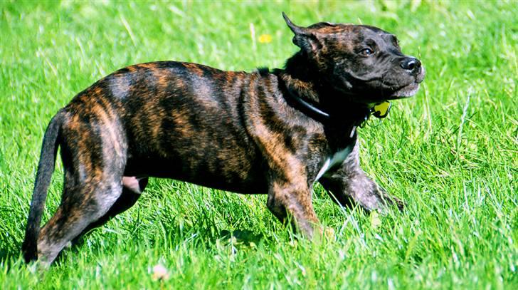 Mallorca Mastiff / Ca de Bou KFH Ca de Bou Aaron billede 5