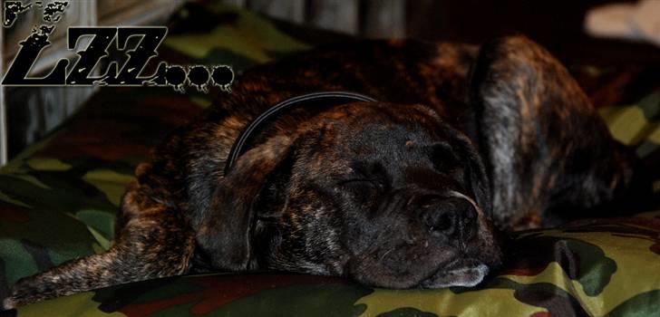 Mallorca Mastiff / Ca de Bou KFH Ca de Bou Aaron billede 6