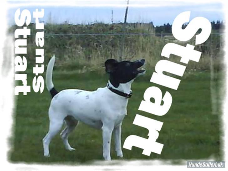 Foxhound Stuartc'',) - Tak fordi du lavede billedet:D billede 16