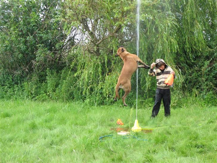 Bullmastiff Olga billede 11