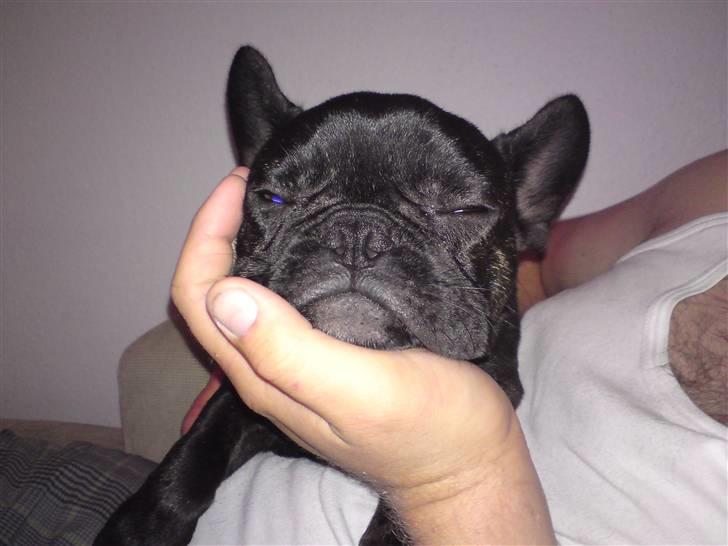 Fransk bulldog Albert *RIP* billede 17