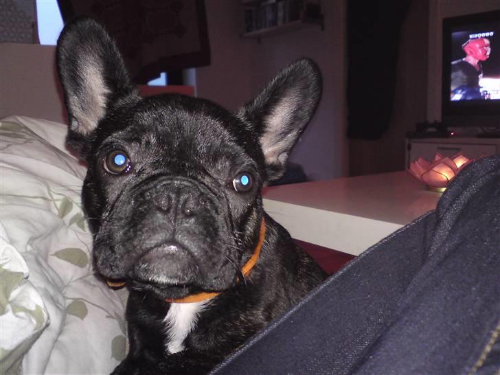 Fransk bulldog Albert *RIP* billede 18