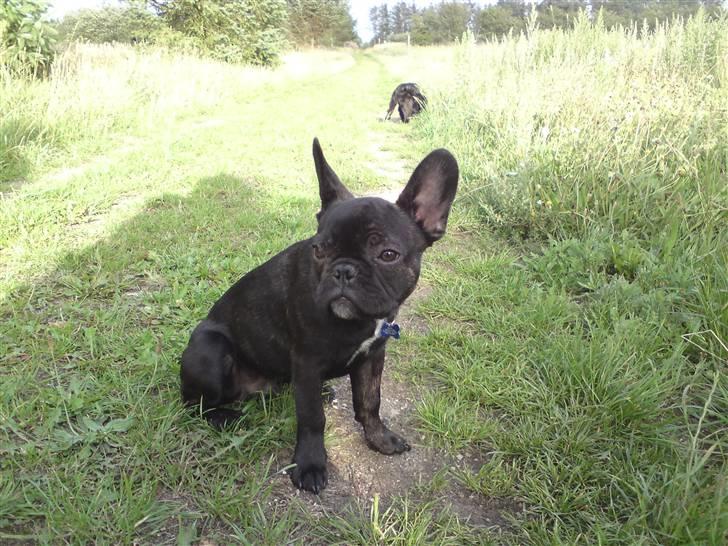 Fransk bulldog Albert *RIP* billede 19