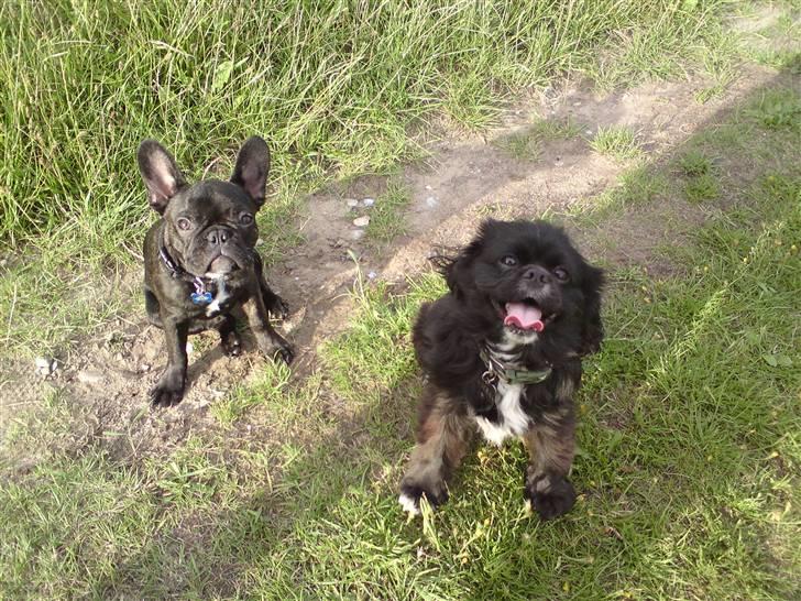 Fransk bulldog Albert *RIP* billede 20