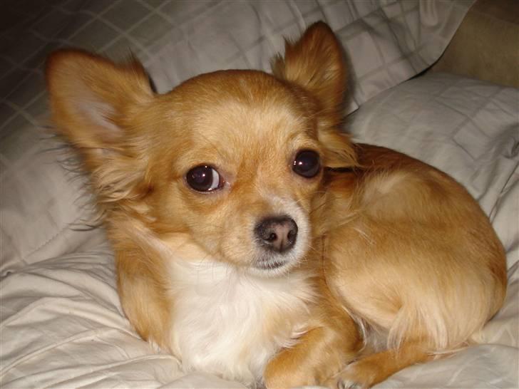 Chihuahua Emmy *Himmelhund* - Lille hund med evigt sørgeligt udtryk;) billede 11