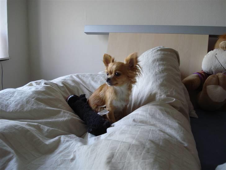 Chihuahua Emmy *Himmelhund* billede 12