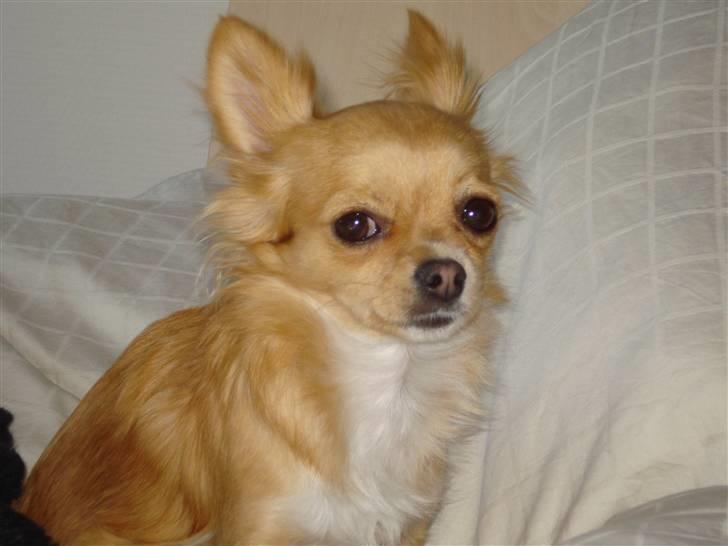 Chihuahua Emmy *Himmelhund* billede 13