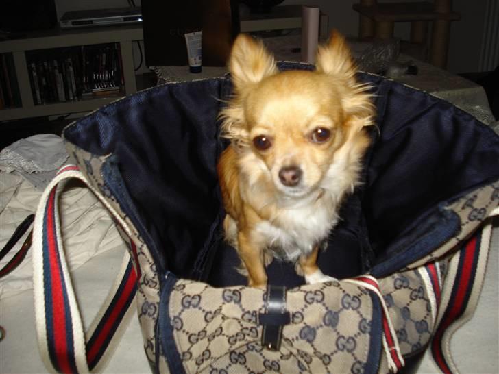 Chihuahua Emmy *Himmelhund* billede 14