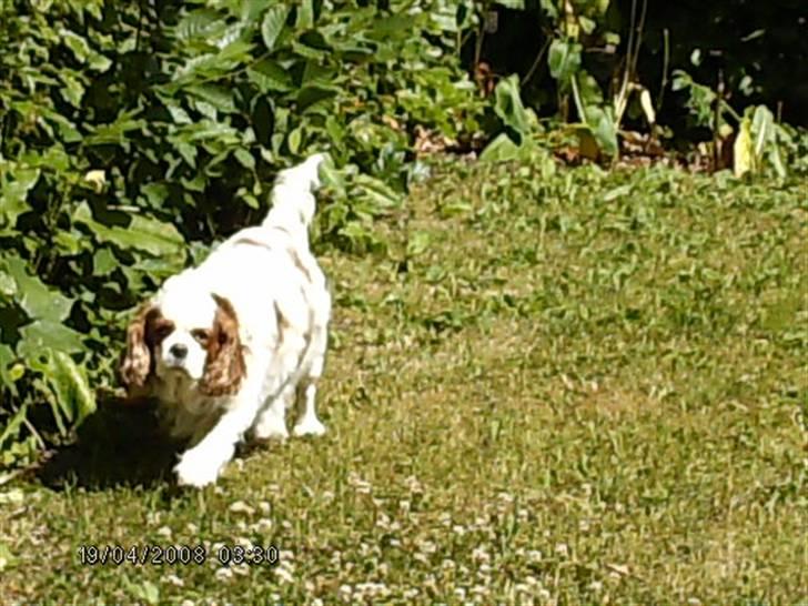 Cavalier king charles spaniel Mille - Mille på rundtur langs hækken for at inspisere billede 12