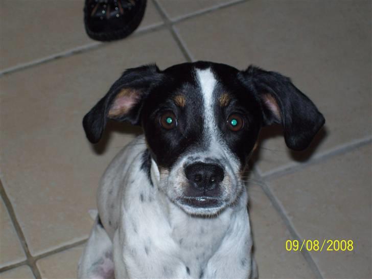 Blanding af racer Mille billede 1