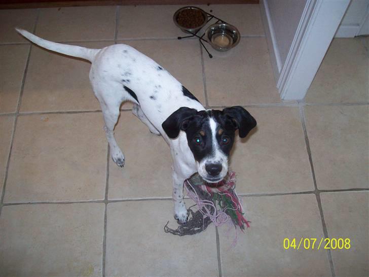 Blanding af racer Mille billede 2