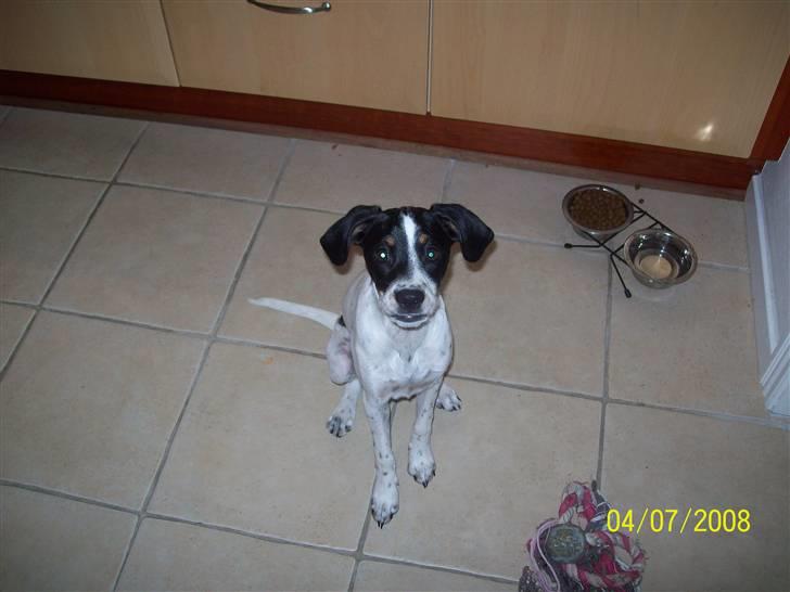 Blanding af racer Mille billede 3