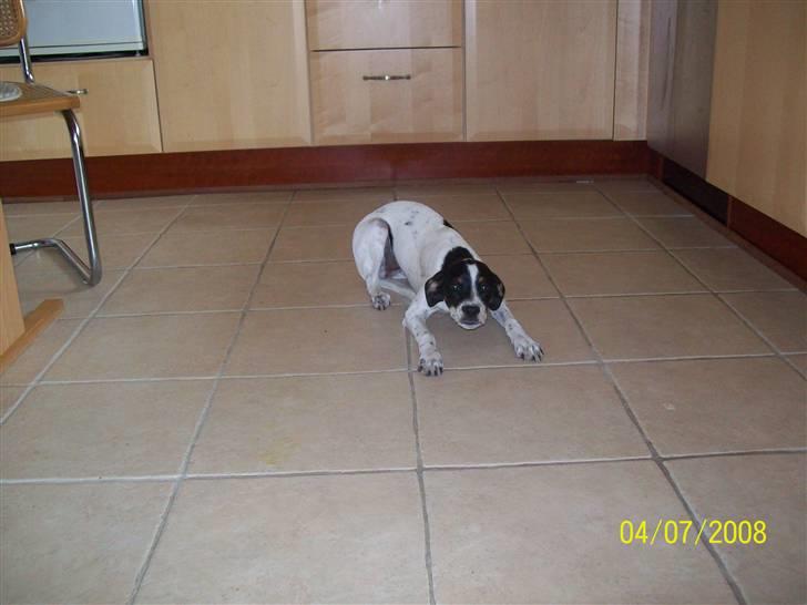 Blanding af racer Mille billede 4