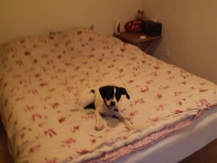 Blanding af racer Mille billede 5