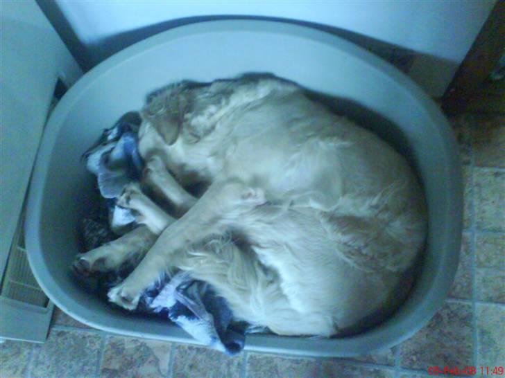 Golden retriever Stinne - Stinne slapper af i kurven efter en dag til konkurrence (: billede 2