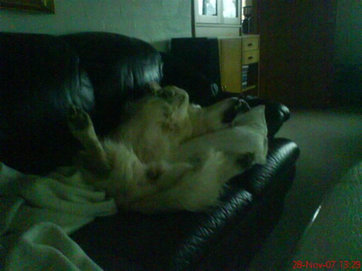 Golden retriever Stinne - Stinne tager en slapper på sofaen sammen med mig (: billede 3