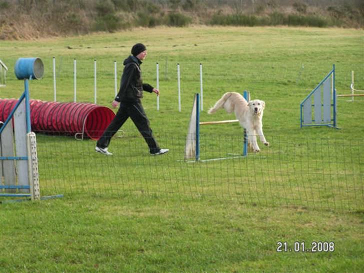 Golden retriever Stinne - En dag på træningsbanen (: billede 4