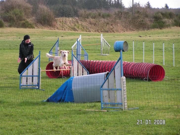 Golden retriever Stinne billede 5