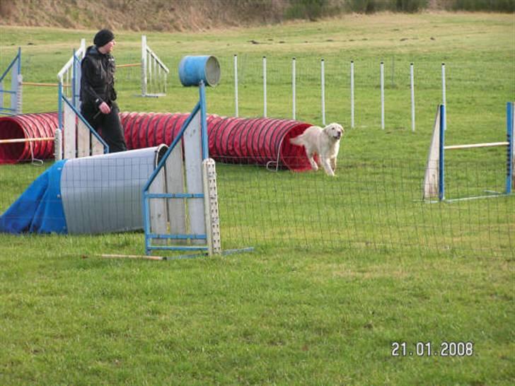 Golden retriever Stinne - Hun kommer flyvende ud af tunnelen (: billede 6