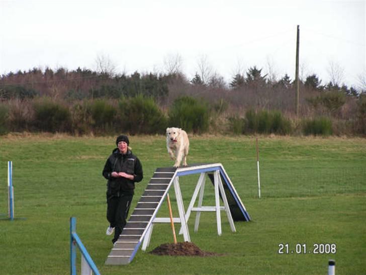 Golden retriever Stinne - Balance (: billede 7