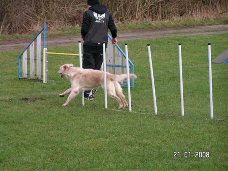 Golden retriever Stinne - Zig zag (: billede 8