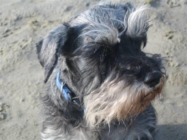 Dvaergschnauzer Chinon's Kiss N Tell  billede 7