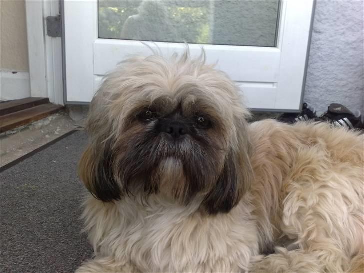 Shih tzu emmma  billede 6