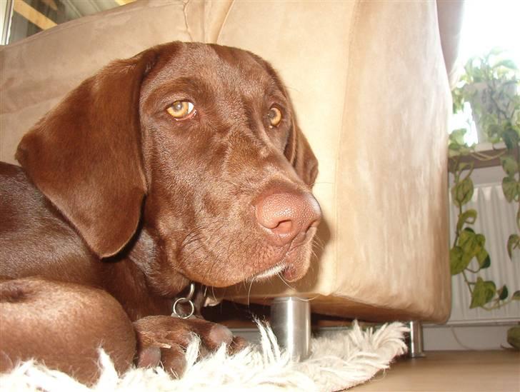 Blanding af racer Cocio (Coccomanden). - thihi :o) billede 10