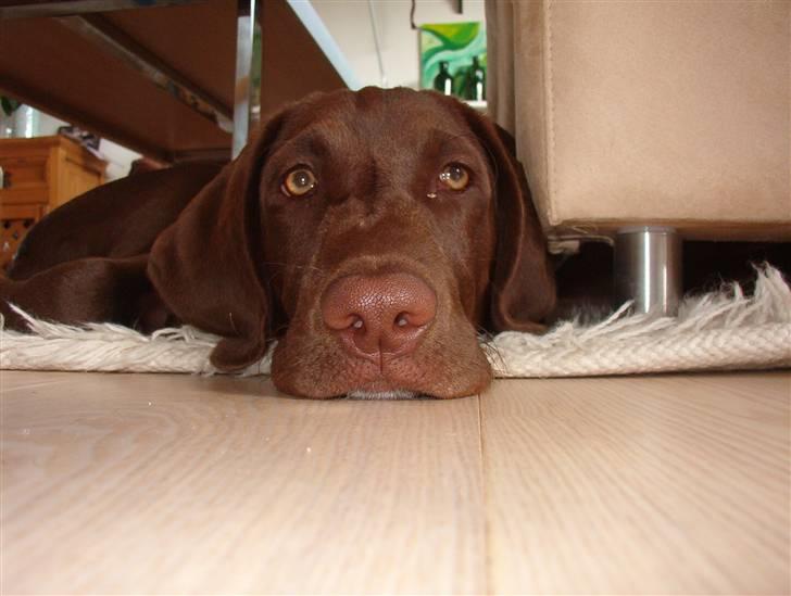 Blanding af racer Cocio (Coccomanden). - Nueh, så sød en hund ;). billede 11