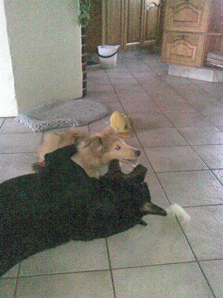 Rottweiler Christoff R.I.P billede 2
