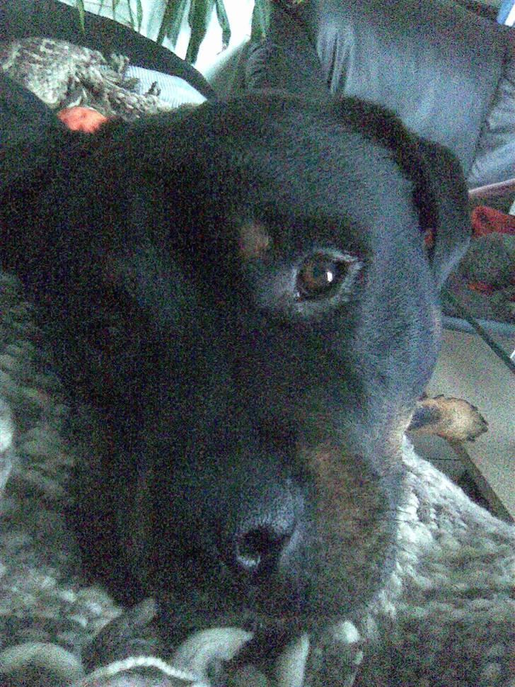 Rottweiler Christoff R.I.P billede 3