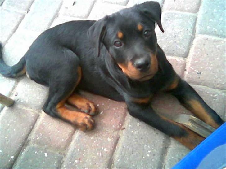 Rottweiler Christoff R.I.P billede 4