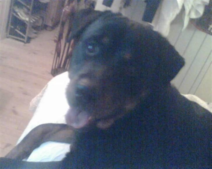 Rottweiler Christoff R.I.P billede 5