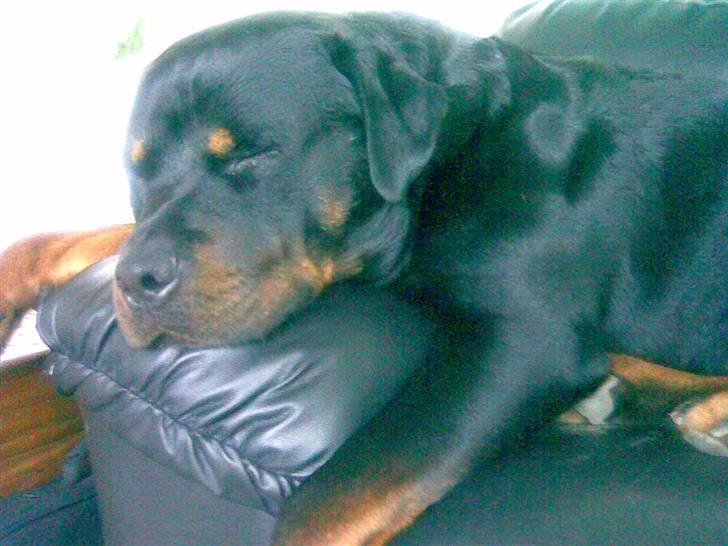 Rottweiler Christoff R.I.P billede 6