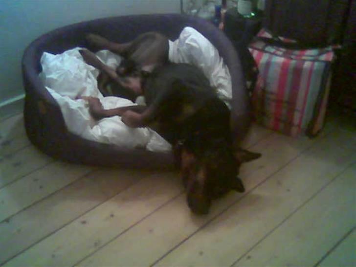 Rottweiler Christoff R.I.P - Tager lige en slapper :) billede 7