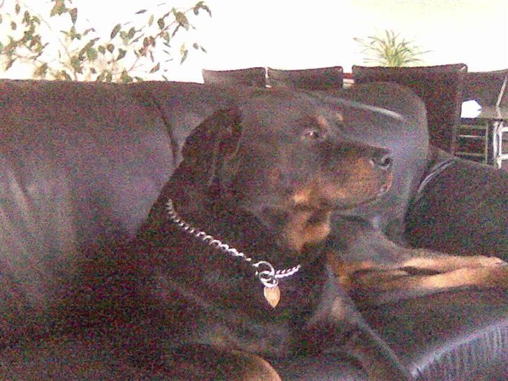 Rottweiler Christoff R.I.P - Dejligt med overblik fra sofaen. billede 8
