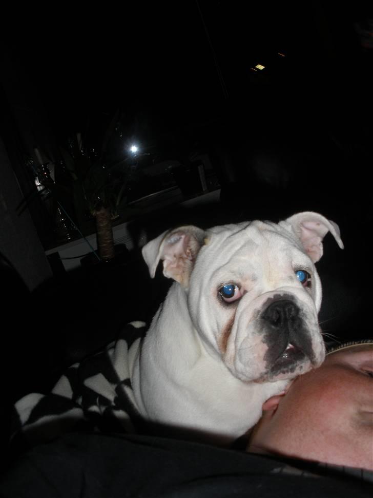 Engelsk bulldog Szhirley - Her hygger far og jeg! billede 19