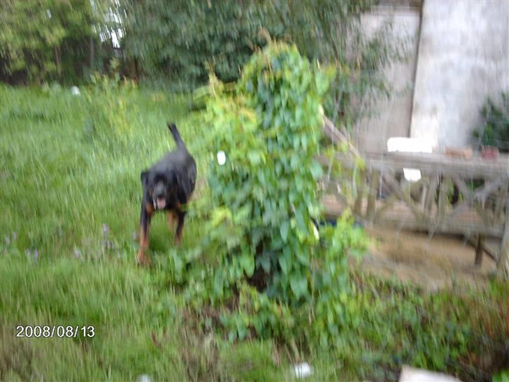Rottweiler wappe billede 1