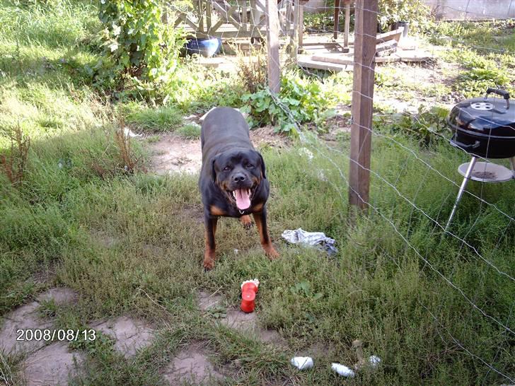 Rottweiler wappe billede 2